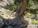 Old Cretan Tree